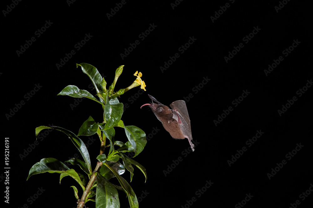 Isolated on black, Lonchophylla robusta, Orange nectar bat, feeding on ...