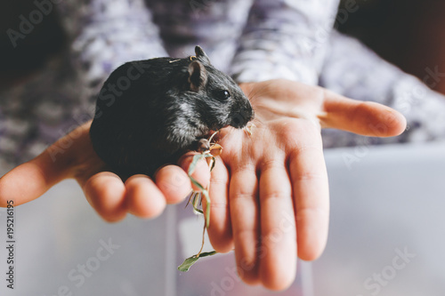 a black gerbil on the open hands of a child photo