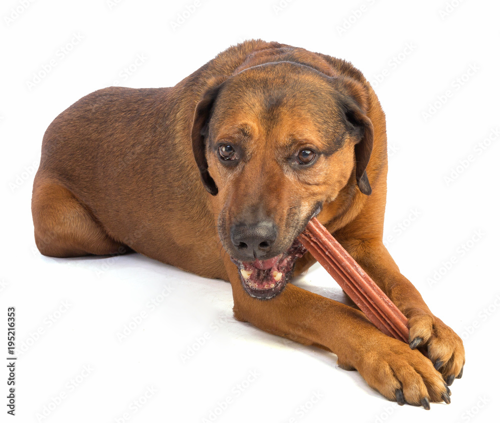 Can Dogs Eat Sticks
