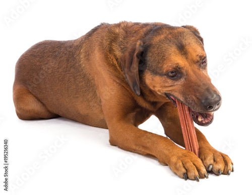 large brown dog with short hair eating a stick to chew