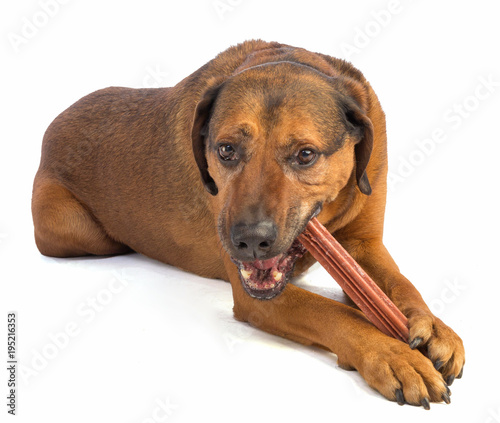 large brown dog with short hair eating a stick to chew