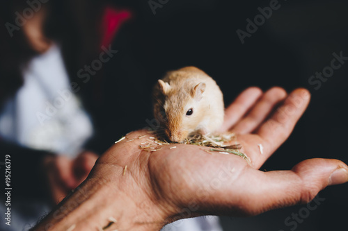 a gerbil eating quietly on the hand photo