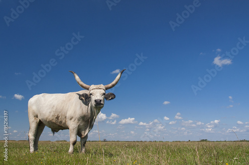 Fotografie, Obraz Hungarian Grey cattle (Hungarian: 'Magyar Szurke'), also known as Hungarian Steppe cattle, is an ancient breed of domestic beef cattle indigenous to Hungary