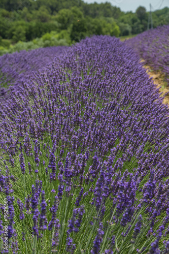 wundersch  ne gleichm    ige  leuchtende und duftende Lavendel Felder in der Provence