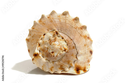 Sea shell isolated on a white background. Beautiful. Close-up in the studio.