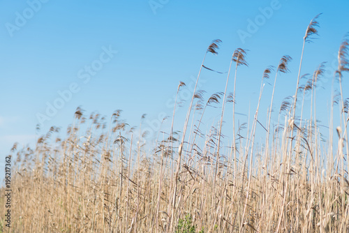 Tall Fields