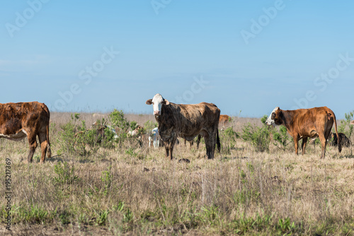 Lonely Cow