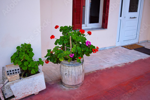 Fototapeta Naklejka Na Ścianę i Meble -  Wooden barrel with geraniums on a street. Geranium flowers