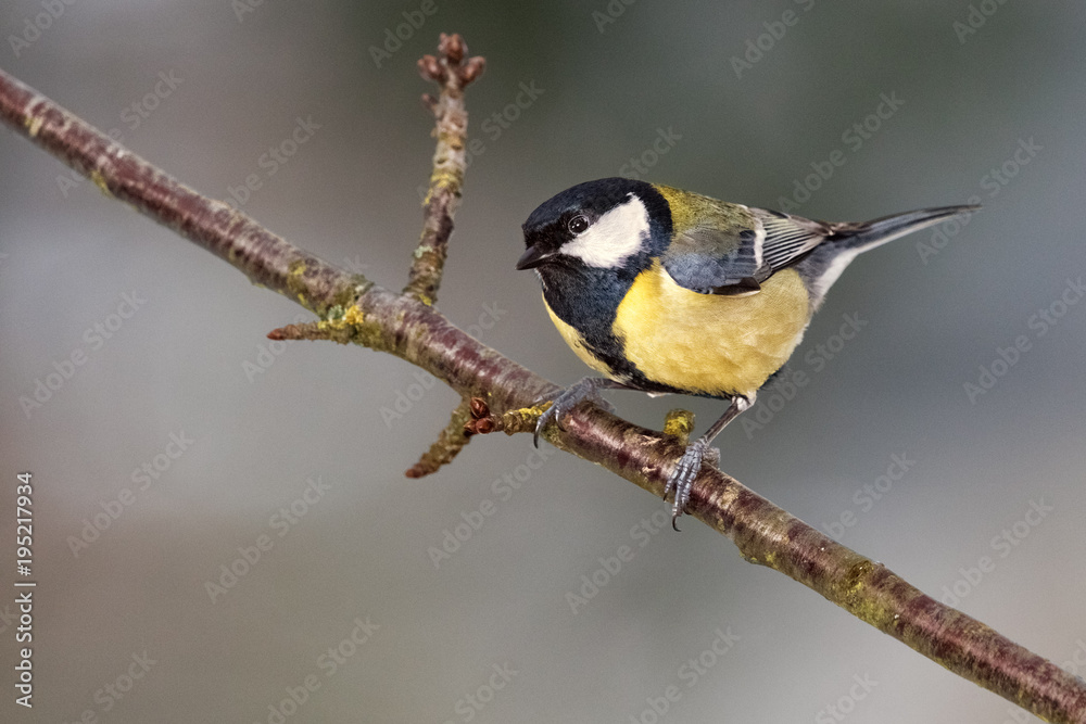 Great Tit, Parus major Great Tit, Parus major