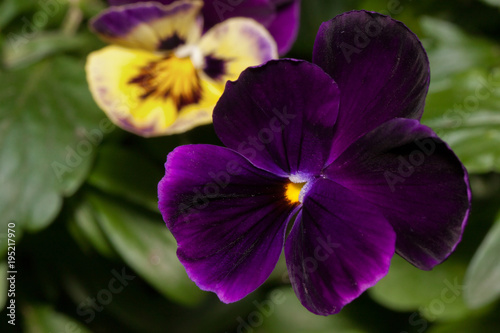 Beautiful pansies are growing on a green meadow.