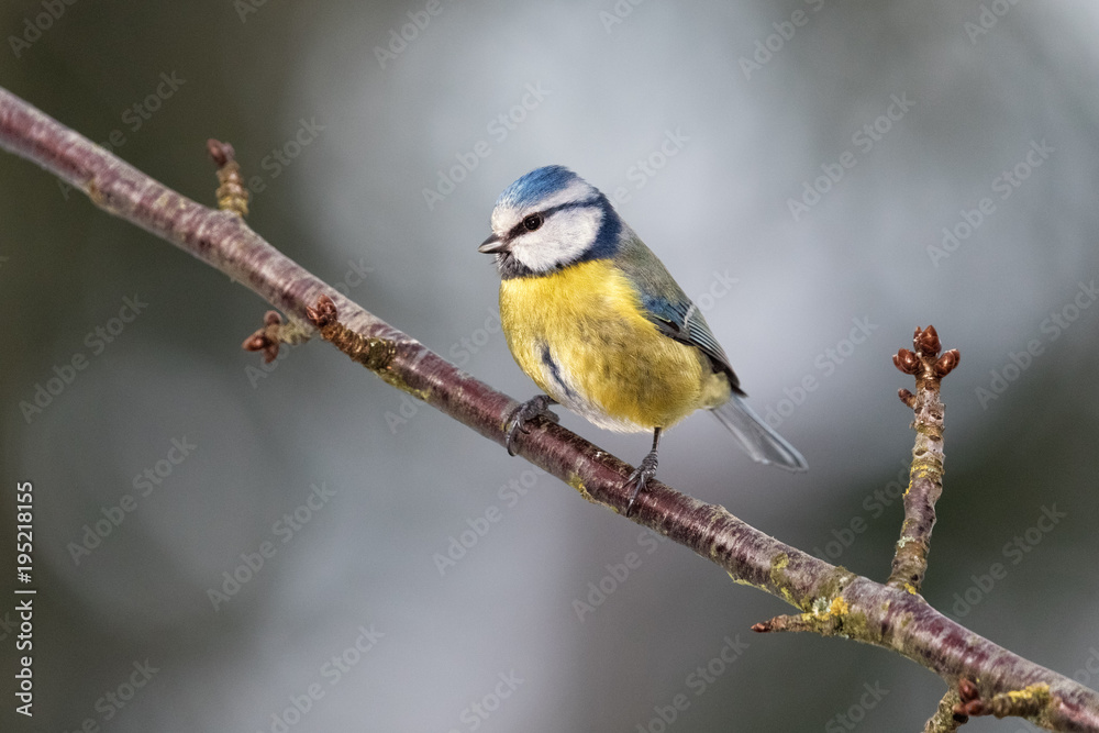 Fototapeta premium Eurasian Blue Tit, Cyanistes caeruleus, Parus caeruleus