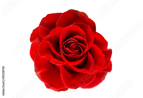 red rose isolated