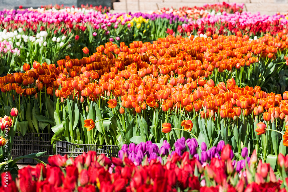 Φωτογραφία A field of Tulips - Orange with Yelllow Accents, Yellow, Purple, Red, White, Pin