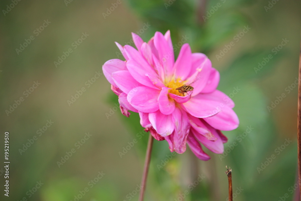 Bee in a flower Bee in a flower