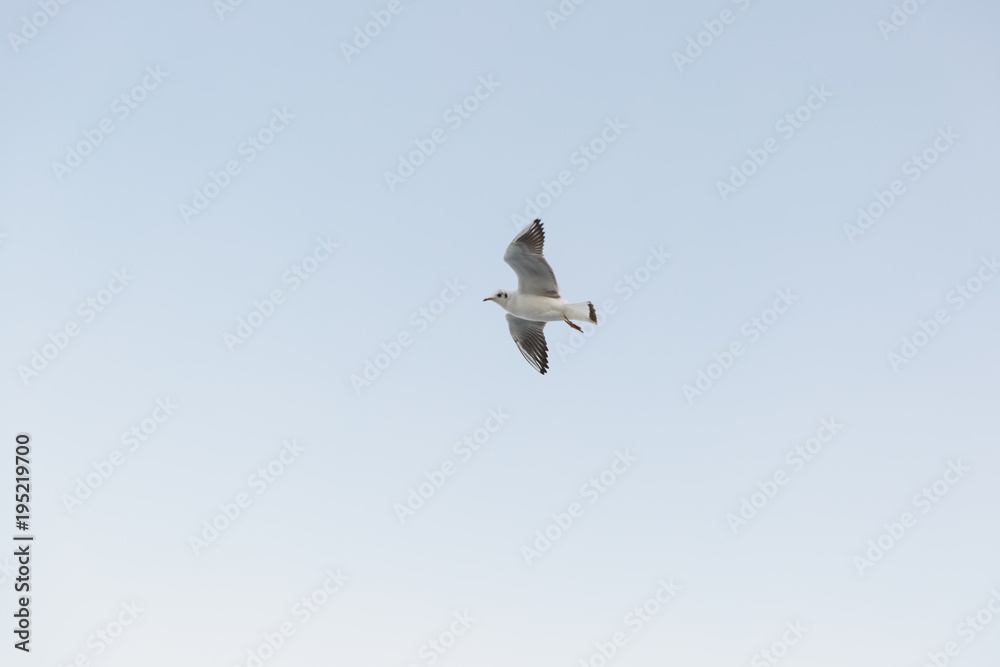 Obraz premium Black and white seagull with wide open wings with grayish feathers flies against the background of clear light sky World of nature, environmental, fauna