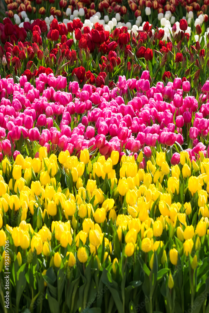 A field of Tulips - Yellow, Purple, Red, White, Pink