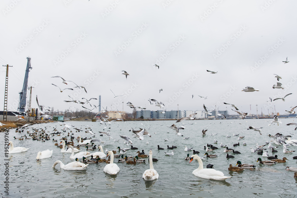 Fototapeta premium A beautiful lake house for birds. Elegant swans with black-orange beaks, multicolored small wild ducks and white gulls swim and flying in large clear undulating pond. World of nature, environmental