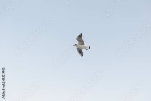 Black and white seagull with wide open wings with grayish feathers flies against the background of clear light sky World of nature, environmental, fauna