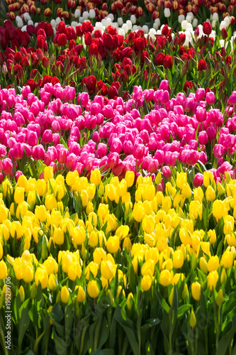 Canvas Print A field of Tulips - Yellow, Purple, Red, White, Pink