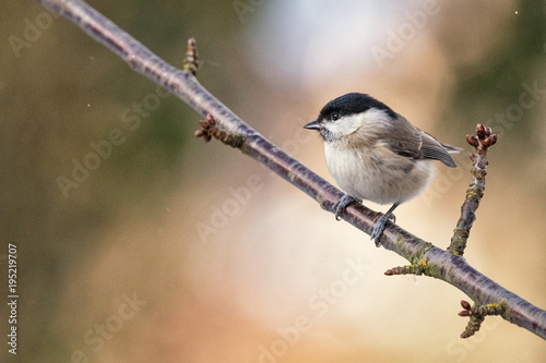 Marsh Tit, Poecile palustris