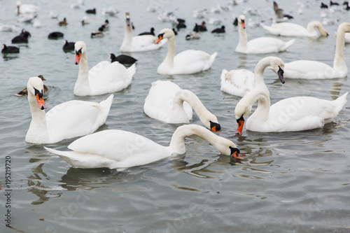 A beautiful lake house for birds. Elegant white swans with black-orange beaks and multicolored gray and green small wild ducks swim in large clear undulating pond. World of nature  environmental