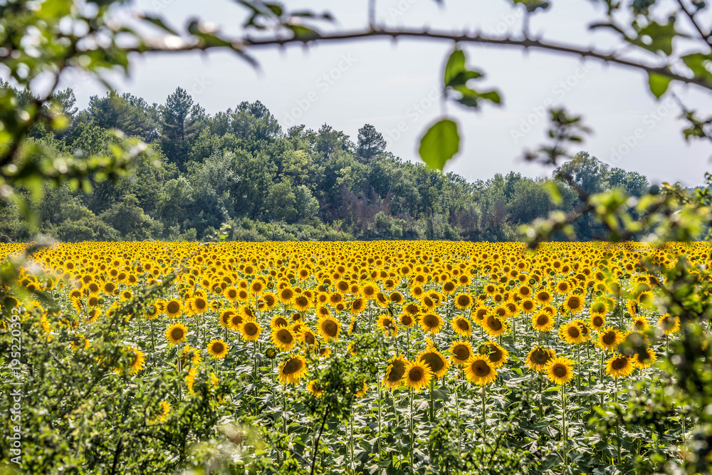 großes mediterranes Sonnenblumenfeld großes mediterranes Sonnenblumenfeld