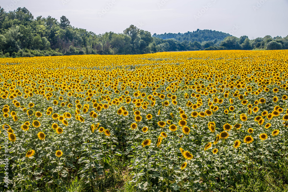großes Sonnenblumenfeld großes Sonnenblumenfeld