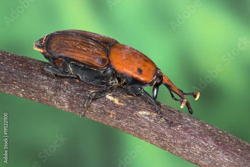 Palm weevil beetle (Rhynchophorus ferrugineus) © gordzam