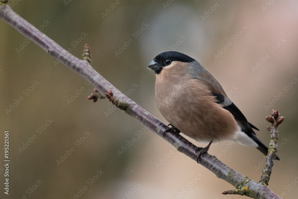 Eurasian Bullfinch, Pyrrhula pyrrhula, female Eurasian Bullfinch, Pyrrhula pyrrhula, female