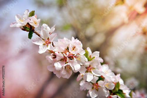 Cherry blossoms. Spring sunny day. Nature rejoices. (Prunus tomentosa, Cerasus tomentosa) White flowers on a blossom cherry tree with soft background of green spring leaves and sunlight.