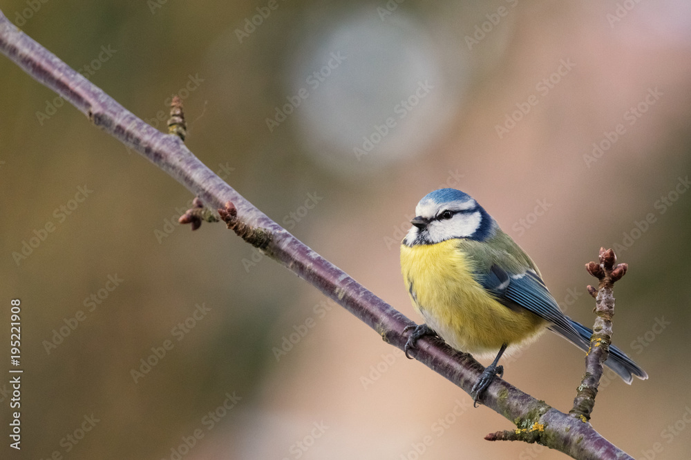 Eurasian Blue Tit, Cyanistes caeruleus, Parus caeruleus