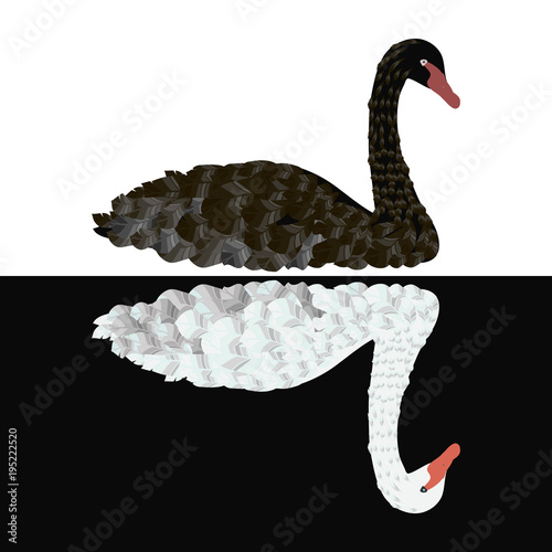 Black swan on white background White swan on black background vector isolated illustration