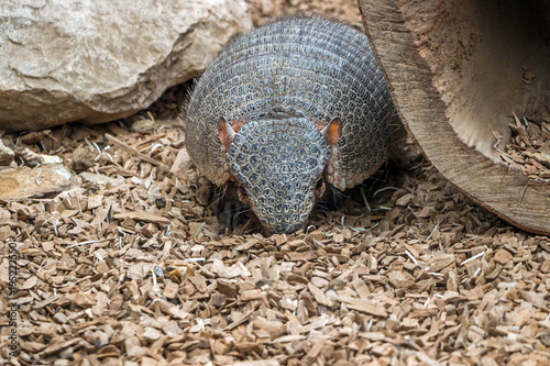 close up of Six-banded Armadillo on grass © cceliaphoto