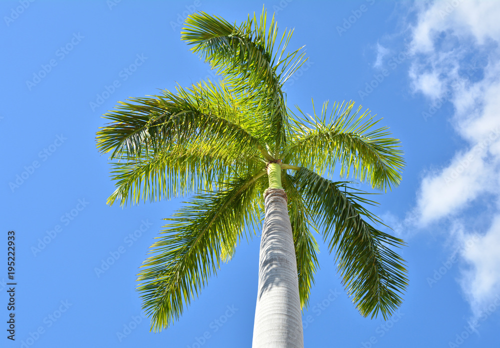 Obraz premium Royal palm tree