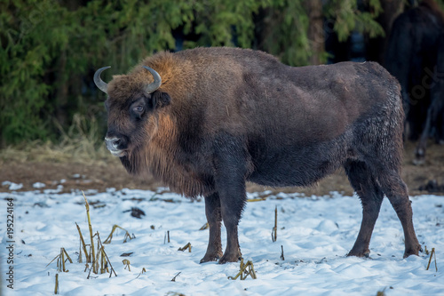 aurochs, bison, buffalo, animal