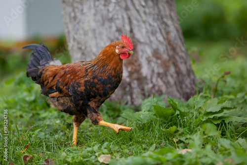 The young rooster proudly walks in the garden