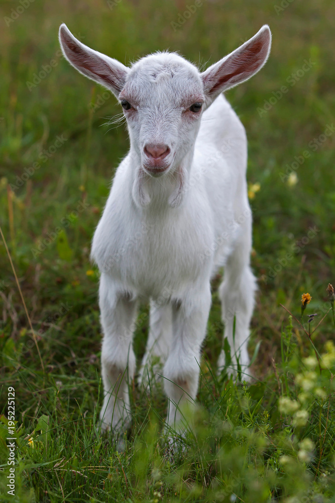 Small white goatling in the green spring meadow