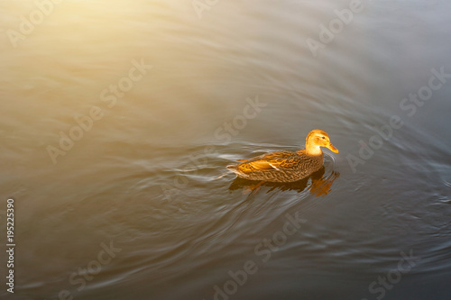 Duck swimming in pond at park in morning light. Morning sun with bird