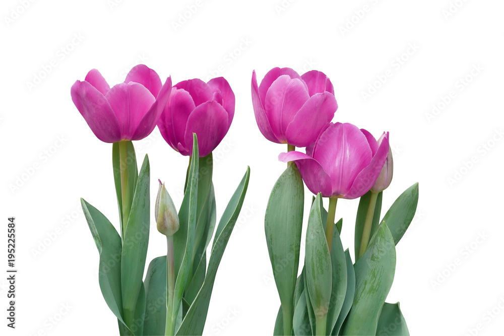 Spring blooming flower pink tulips with green leaves isolated on white background, clipping path included. Spring blooming flower pink tulips with green leaves isolated on white background, clipping path included.