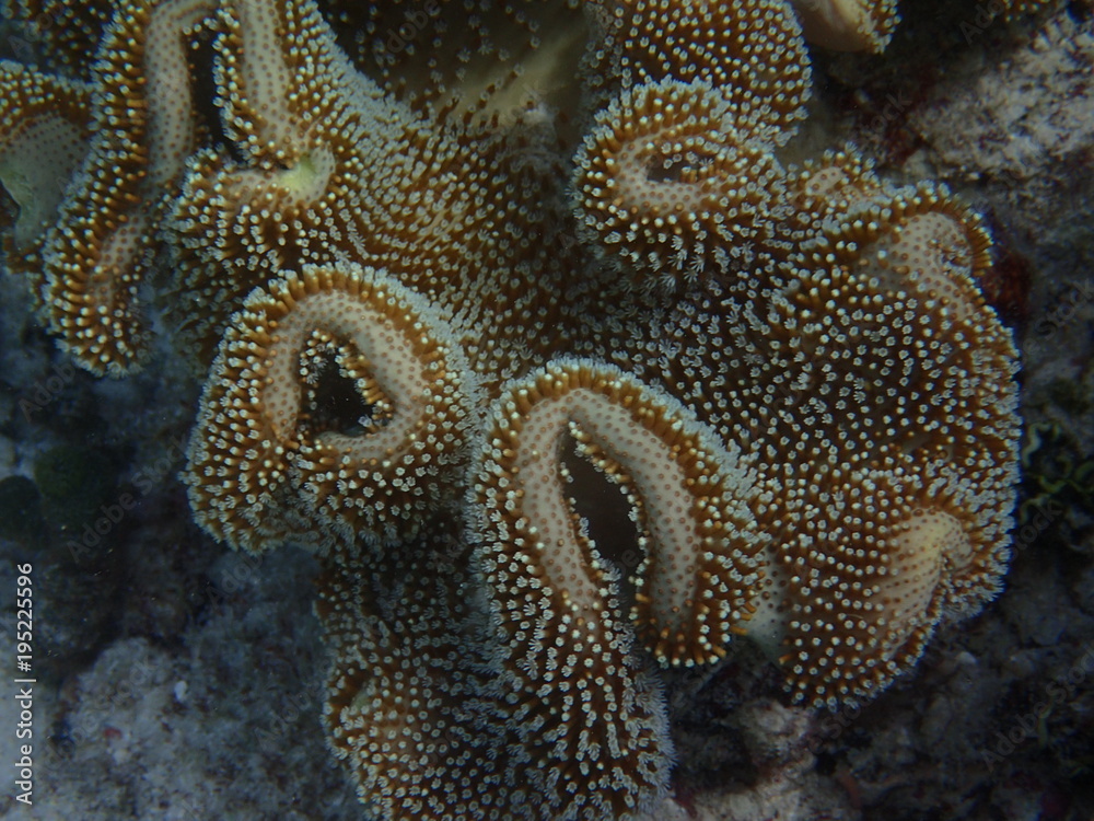 Fototapeta premium Sarcophyton Lederkoralle Malediven