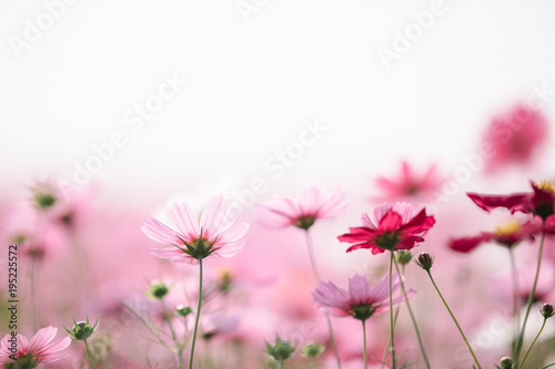 Fototapeta Naklejka Na Ścianę i Meble -  Cosmos flowers background in vintage style