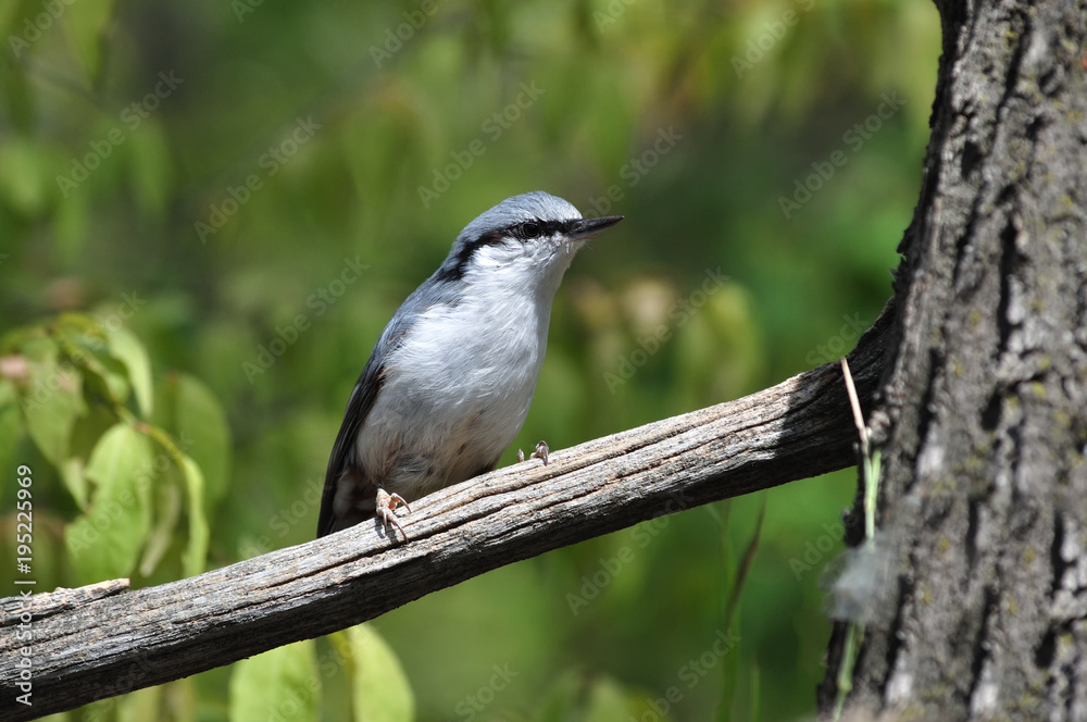 Wood nuthatch sits on a dry branch under the rays of the midday sun.