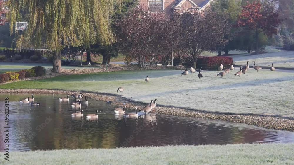 Group Of Ducks Swimming Out Of Water Souce - Static Group Of Ducks Swimming Out Of Water Souce - Static