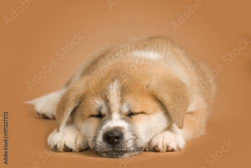 Schlafender Akita Inu Welpe auf braunem Hintergrund