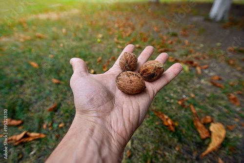 Closeup of male hand holding three tasty walnuts