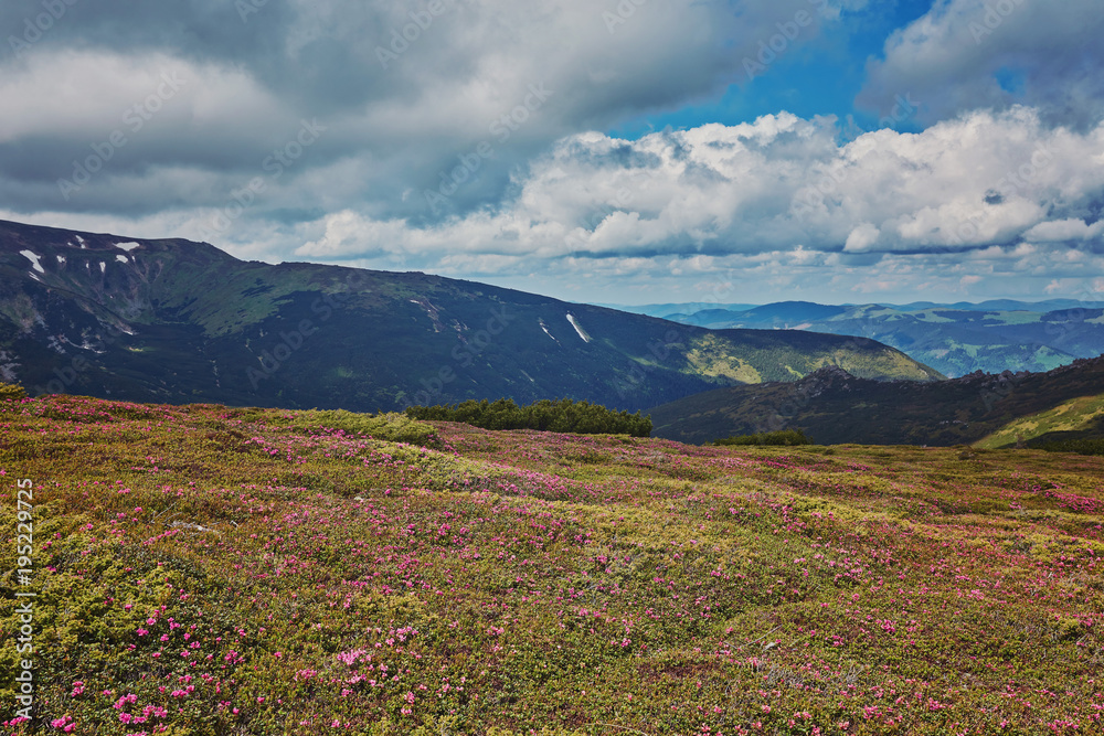 Mountain path through blooming rhododendron valley