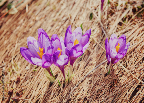 Alpine crocuses blossom in the mountains of the Carpathians on top of the mountain. photo