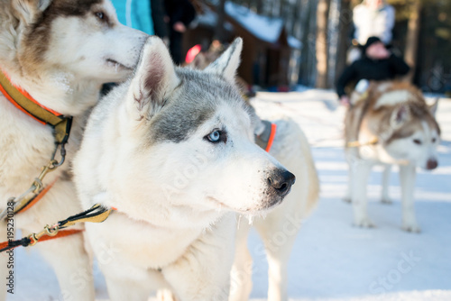 The husky skiing