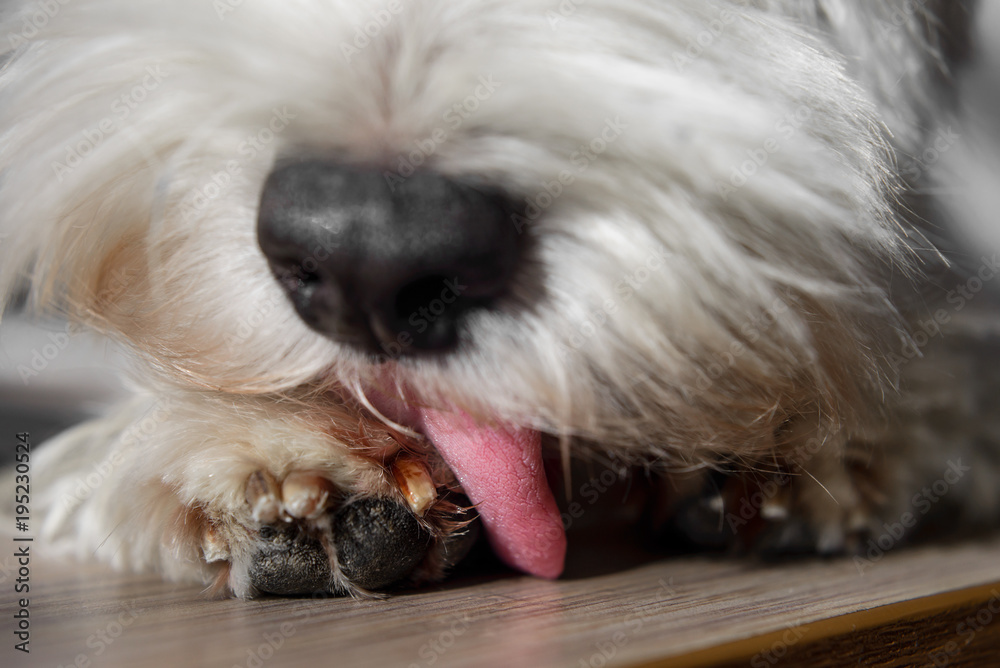 White Dog with black nose licking his paw closeup White Dog with black nose licking his paw closeup