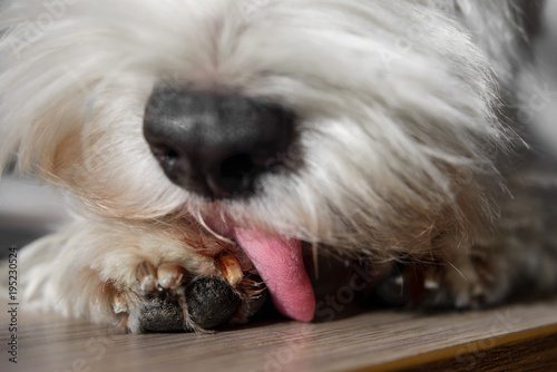 White Dog with black nose licking his paw closeup